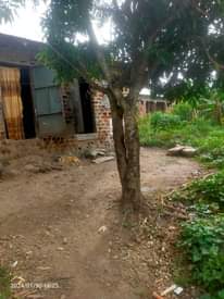 A picture of Polot