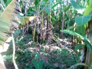 A picture of PLOT 65 100FT FOR SALE IN NAKASEKE KAPEEKA KADUNDA ORPHANAGE