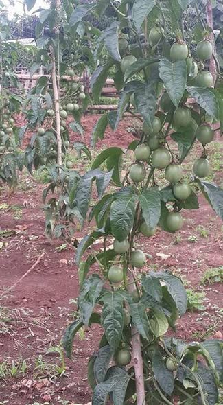 A picture of Passion fruit seedlings