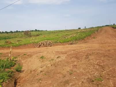 A picture of Kakiri Nsibamanyo estate on sale with titles