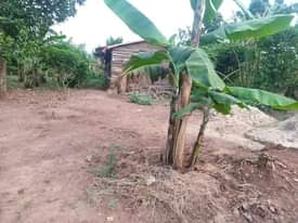 A picture of PLOT 25 100FT FOR SALE