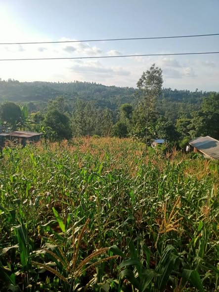 plots kenol