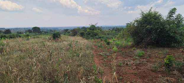 A picture of Zirobwe 10acres on Kabaka land selling 5million each 7kms from