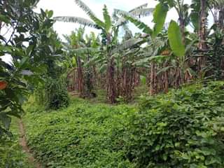 A picture of Five acres of land with title on quick sale