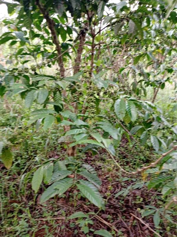 A picture of ANTI MR PROPERTY MANAGEMENT PLOT ON QUICK SALE LOCATED AT