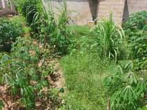 A picture of WhatsApp call 255 762 483 424 Kiwanja kinauzwa mbez msumi
