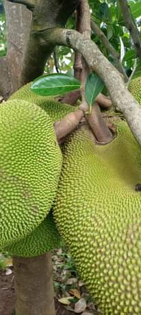 A picture of Jackfruit