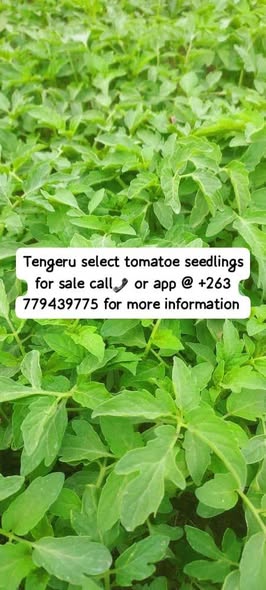 seedlings