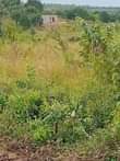 A picture of Shamba kiwanja
