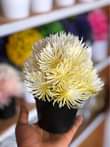 A picture of ARTICIAL FLOWERS