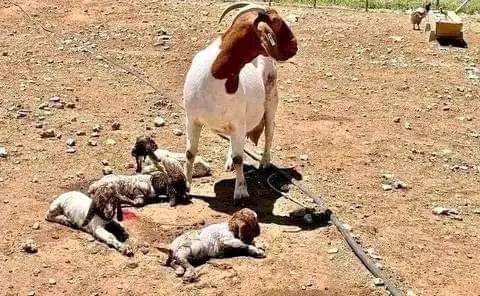 A picture of NEW GALLA GOATS