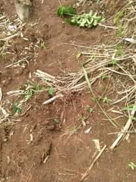 A picture of ANTI MR PROPERTY MANAGEMENT PLOT FOR SALE LOCATED AT KASANJE