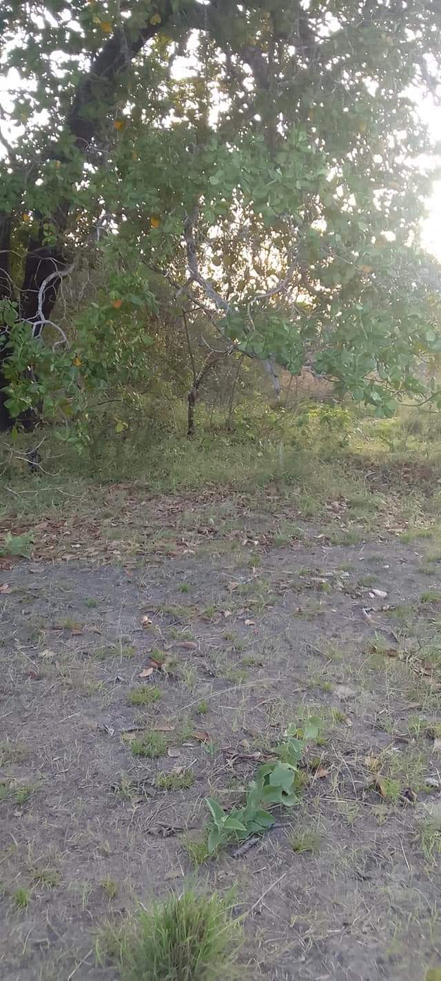 A picture of SHAMBA ZURI SANA HEKA 9 LINAUZWA LIPO MZENGA WILAYA YA