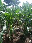 A picture of 1acre at 13 5m 7km from kikyusa town
