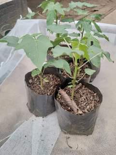 seedlings