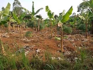 A picture of 50 100ft on sale with ready title at busukuma division