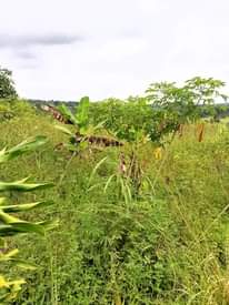 A picture of Land