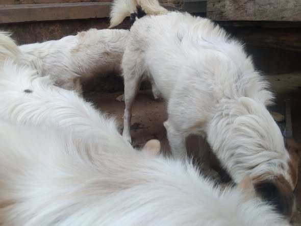 A picture of Sale pet 0754150013