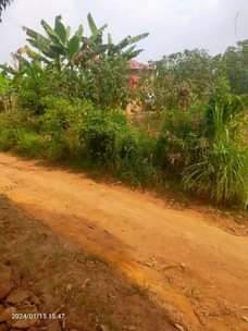 A picture of Polot