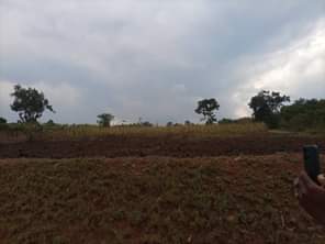 A picture of  URGENTLY MONEY NEEDED TODAY Location Mityana Land size 560
