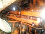 A picture of Horse 113