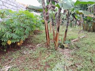A picture of 50decimals for sale in Garuga at 300million
