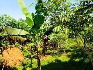 A picture of  9.5 READY TITLE PLOTS ON QUICK SALE 9.5m kisubuzi