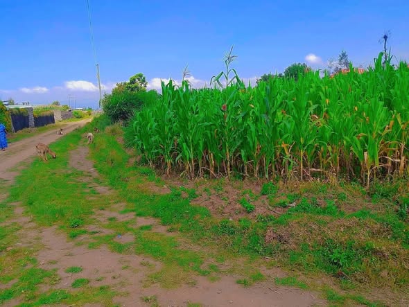 50 100 plots