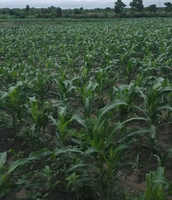land