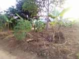 A picture of Matugga Gombe plots