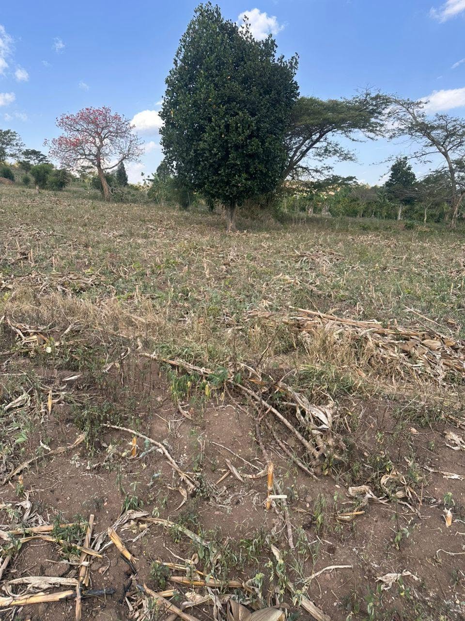 A picture of Acres of Land