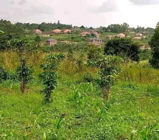 A picture of Land for sale.
