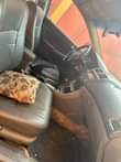 A picture of Delay Is dangerous 2004 Honda Accord EOD Untouched engine Untouched