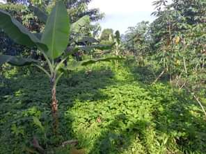 A picture of Half acre of land Private mailo land Location Bombo ku