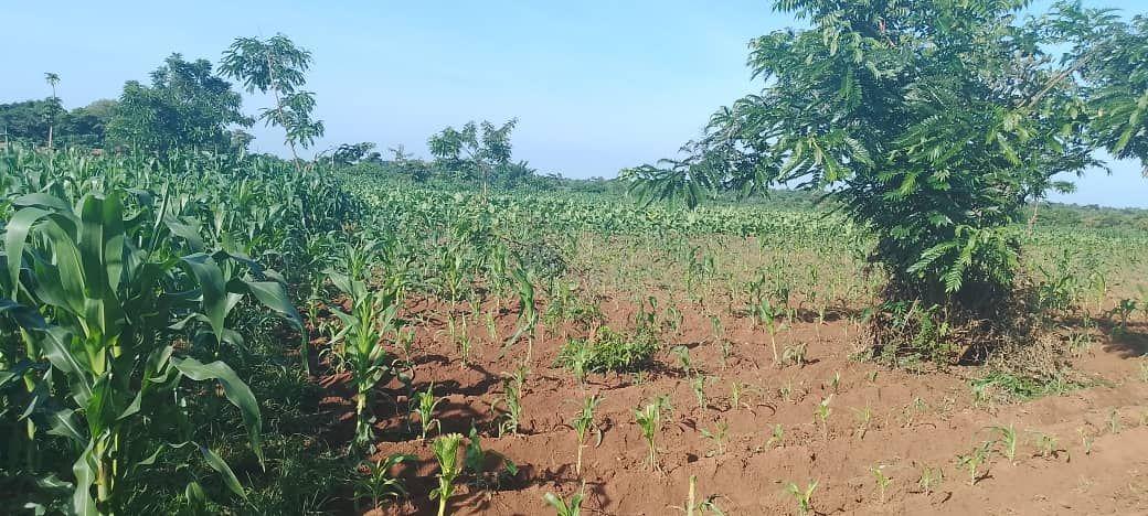 A picture of RESIDENTIAL PLOT FOR SALE SIZE 0989849411