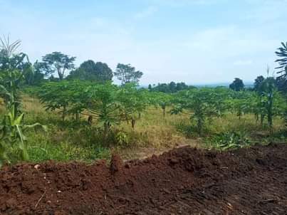 A picture of WAKISO NAMAYUMBA Walkable distance from the main road 20 50ft
