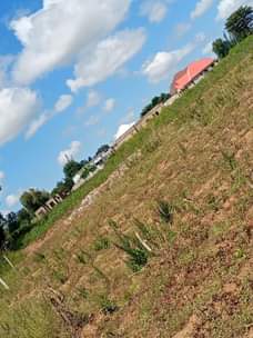 A picture of Mwanza buswelu kiwanja kinauzwa