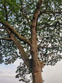 A picture of Omuwaffe tree