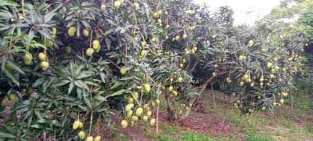 A picture of Flesh mangoes
