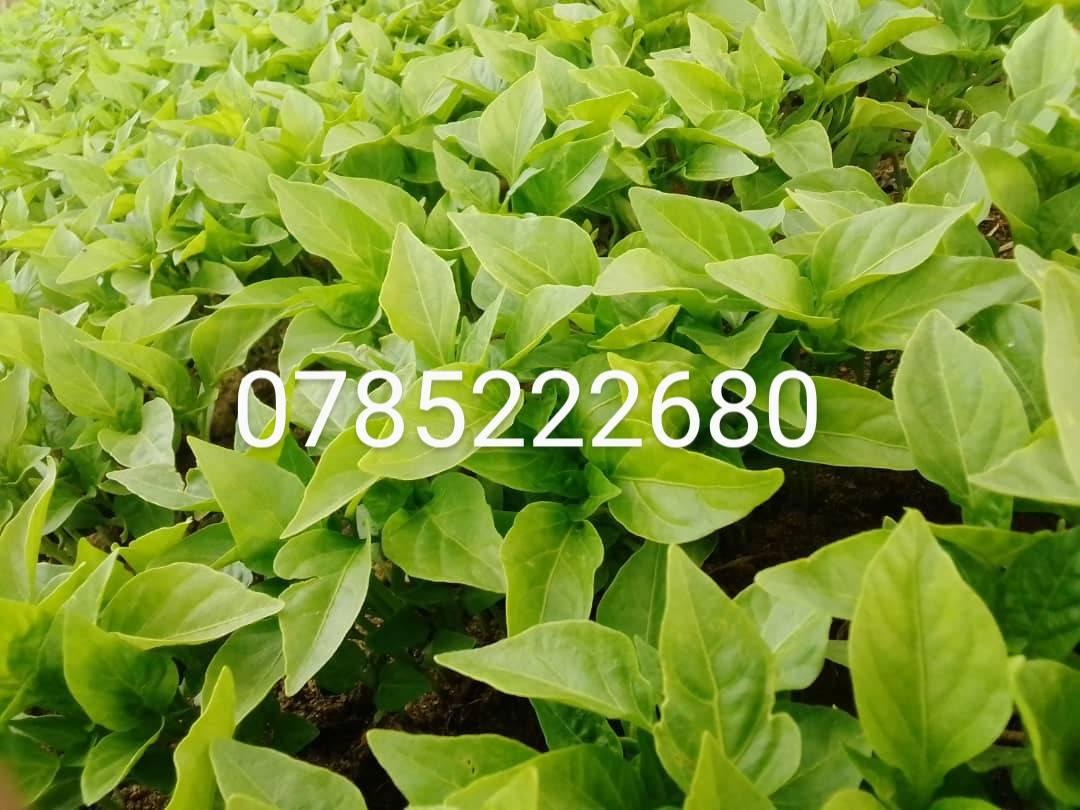 seedlings