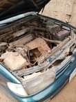 A picture of Camry orobo