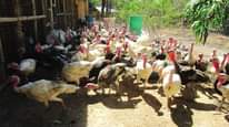 A picture of Farming turkeys is more profitable when you get the right