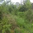 A picture of SHAMBA HEKA TANO LINAUZWA HALIJASAFISHWA LIPO MZENGA ZEGERO WILAYA YA