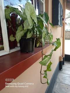 plants