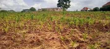 A picture of plots