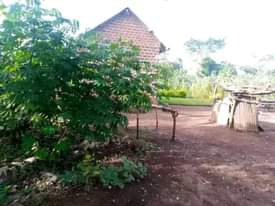 A picture of HOUSE FOR SALE ON 75 166FT 7m