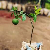 A picture of Seedlings fruit