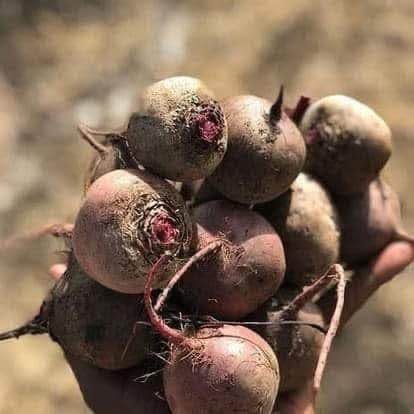 A picture of Fruits