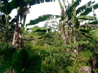 A picture of Plot 35 70ft for sale in Nakaseke Kapeeka 2 2m