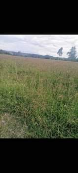 grass